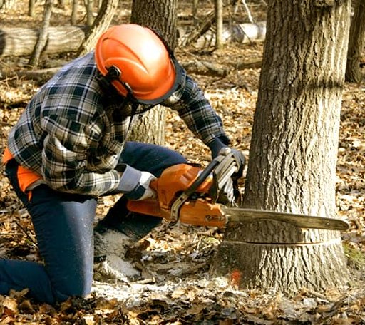 Tree Removal in Rockholds, KY